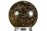 Polished Freshwater Snails (Elimia) In Limestone Sphere - Wyoming #330198-1